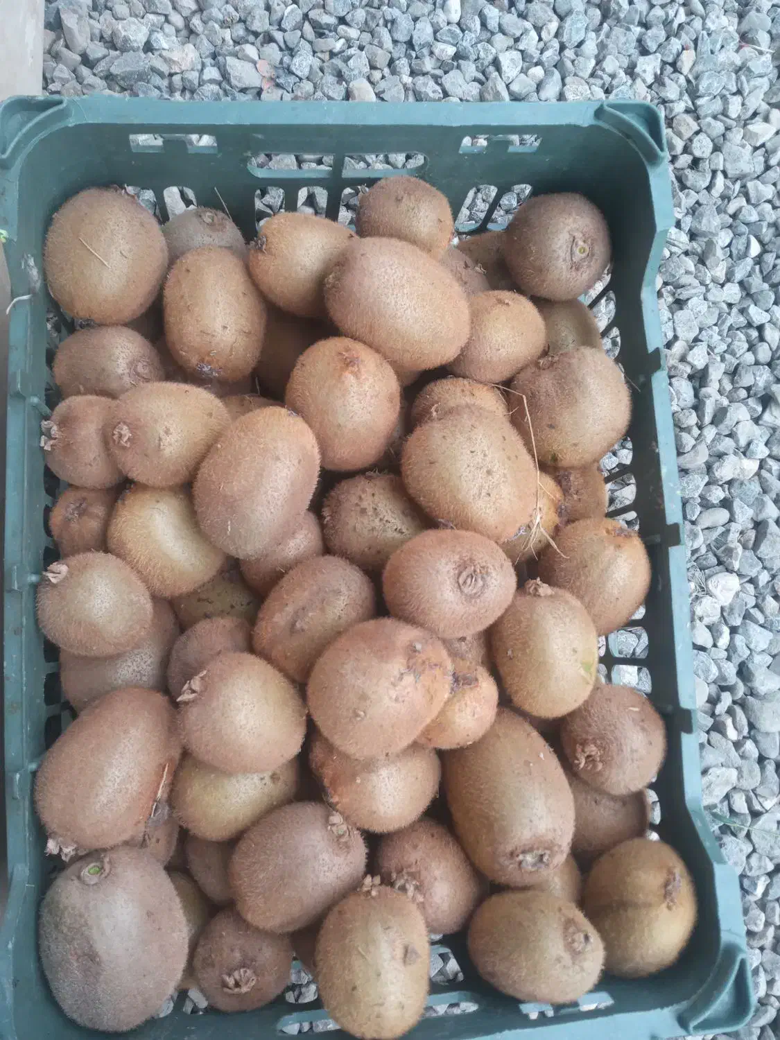 کیوی  تازه چین تروتمیز آب دار ریزودرشت|خوردنی و آشامیدنی|مرزیکلا, |دیوار