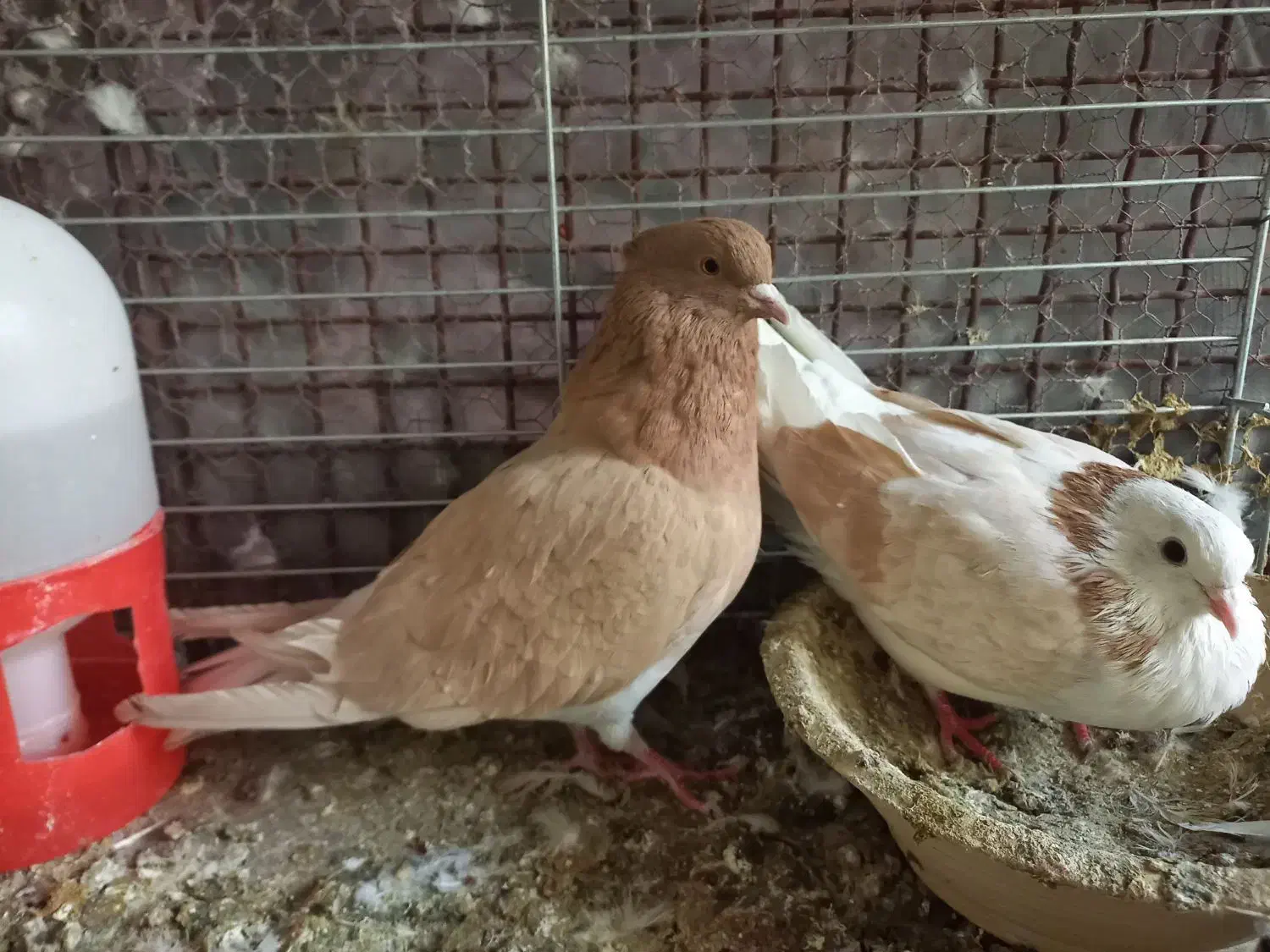 بیله کفتر رنگی|پرنده|اشکذر, |دیوار