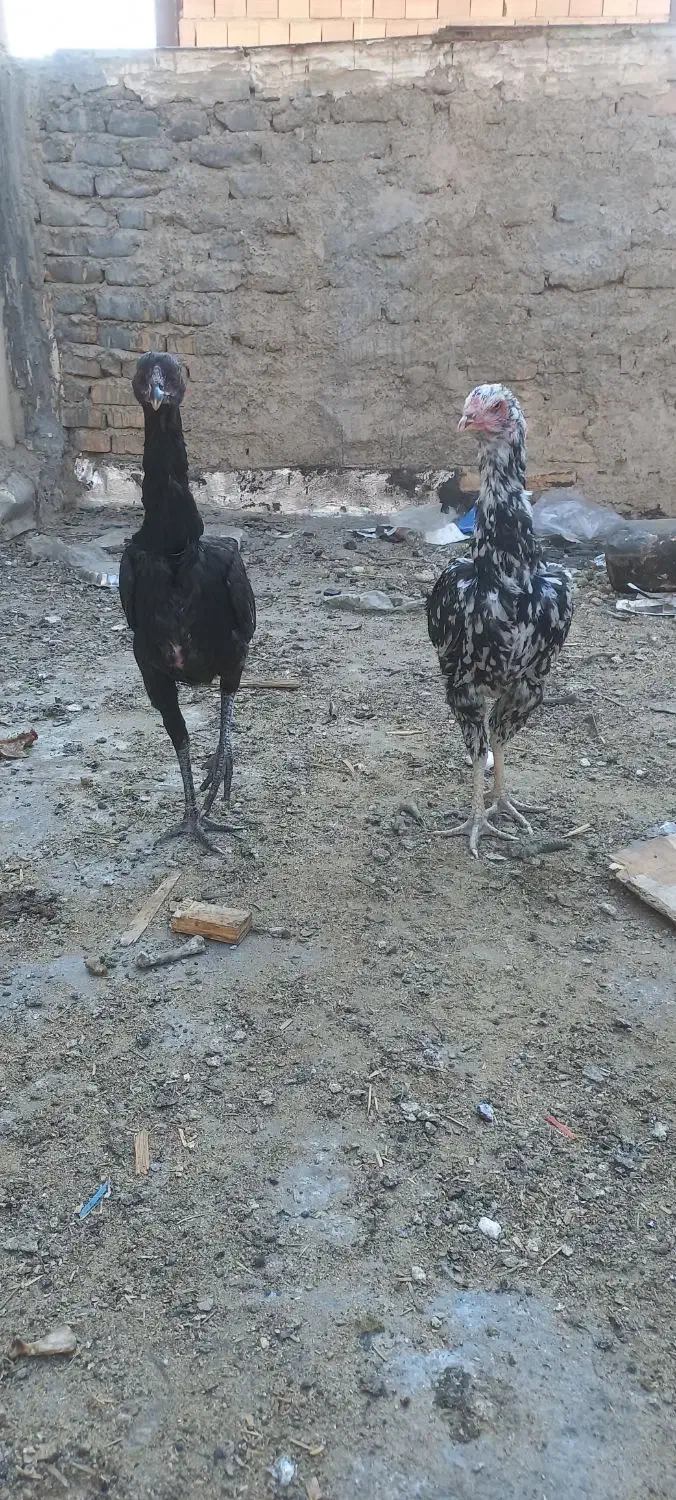 مرغ لاری|حیوانات مزرعه|ری, تصفیه خانه|دیوار