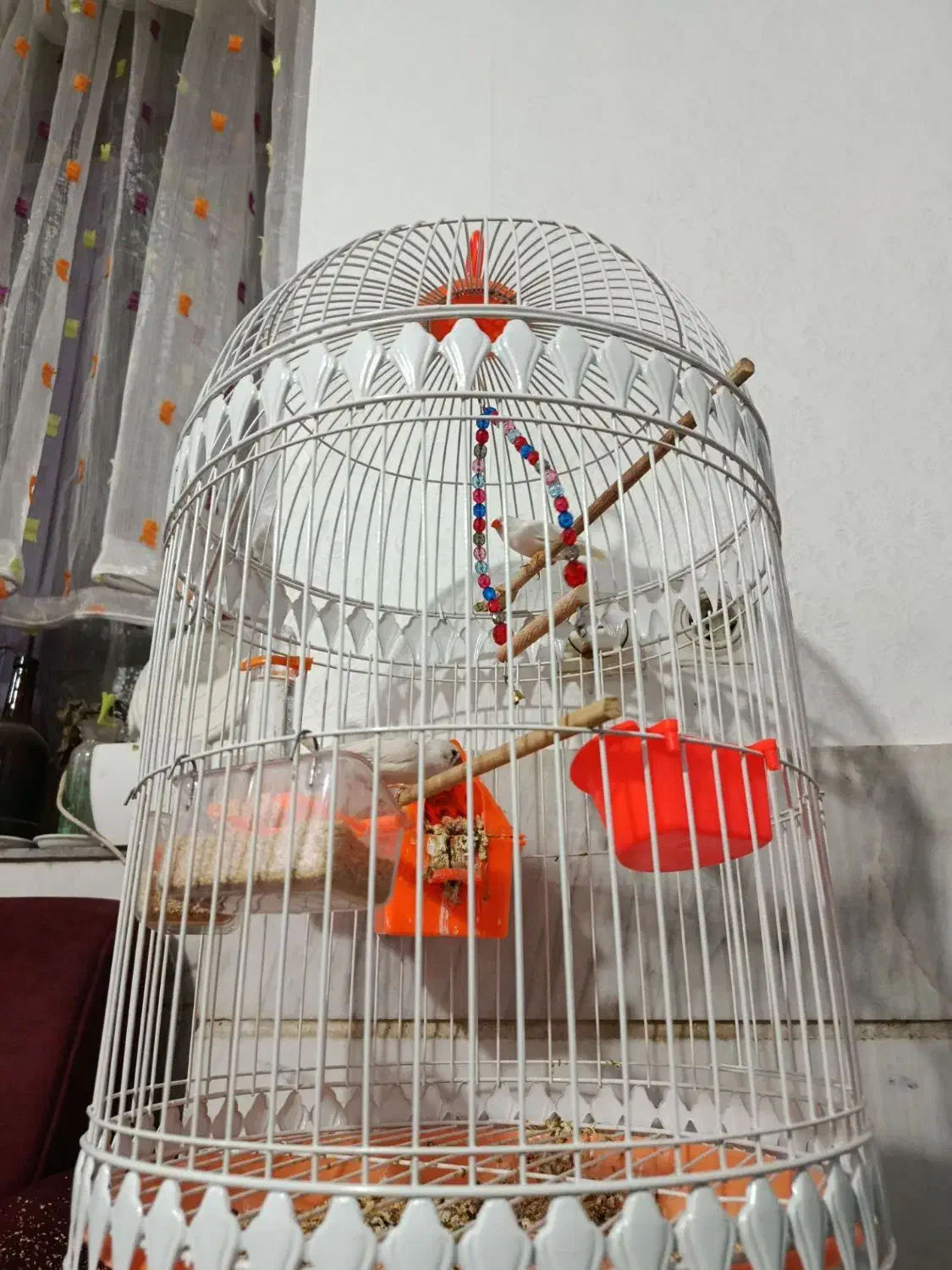 دوعددفنچ باقفس|پرنده|پاکدشت, پاکدشت (مامازند)|دیوار