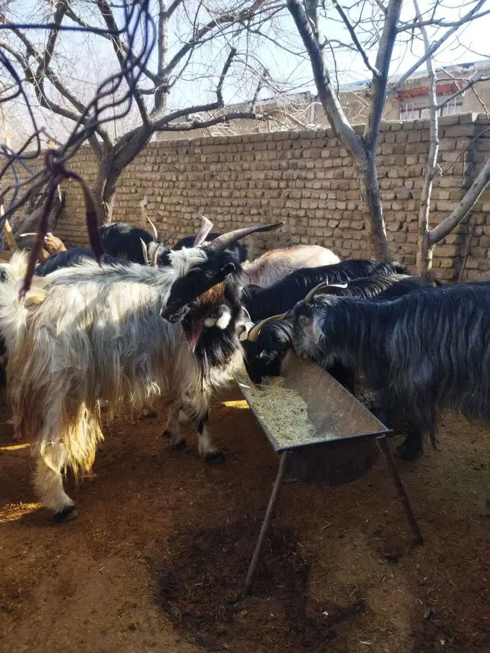 12راس بز|حیوانات مزرعه|دورود, |دیوار