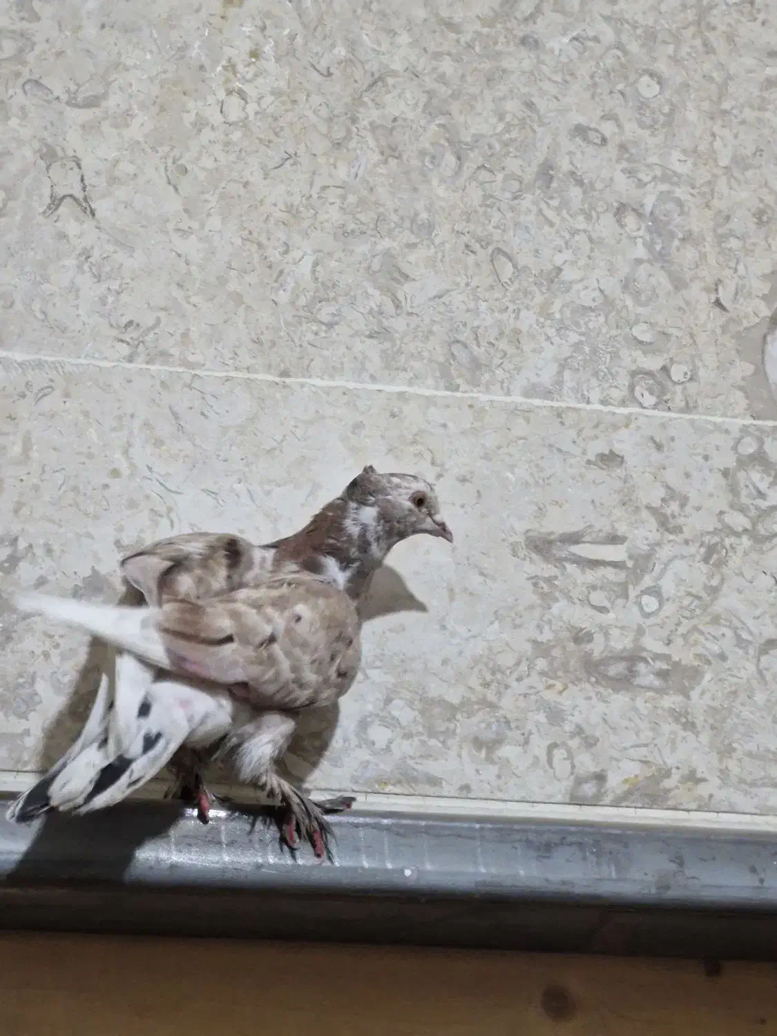 باخت رفته|حیوانات|اسلامشهر, شهرک سعیدیه|دیوار