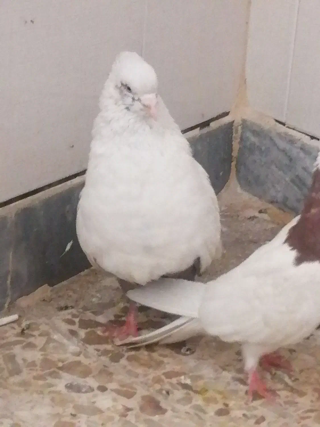 کبوتر رنگی|پرنده|کارون, |دیوار