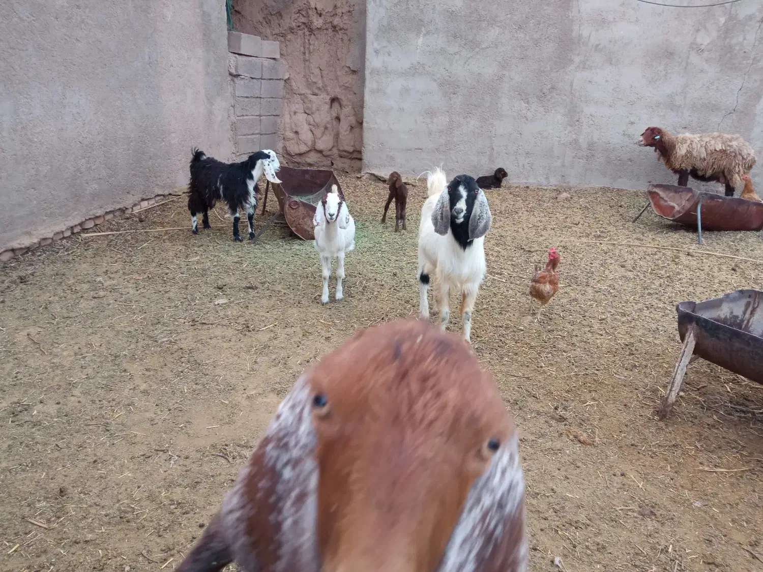 فروشبزغاله|حیوانات مزرعه|طبس, |دیوار