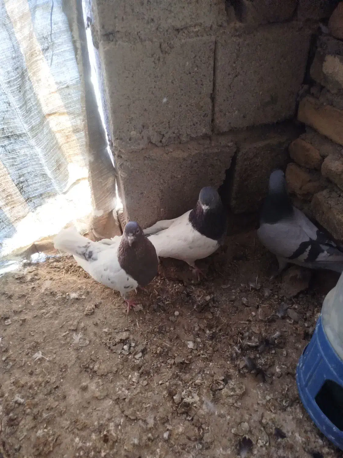 کبوتر کله ای|پرنده|فیروزآباد (آذربایجان), |دیوار