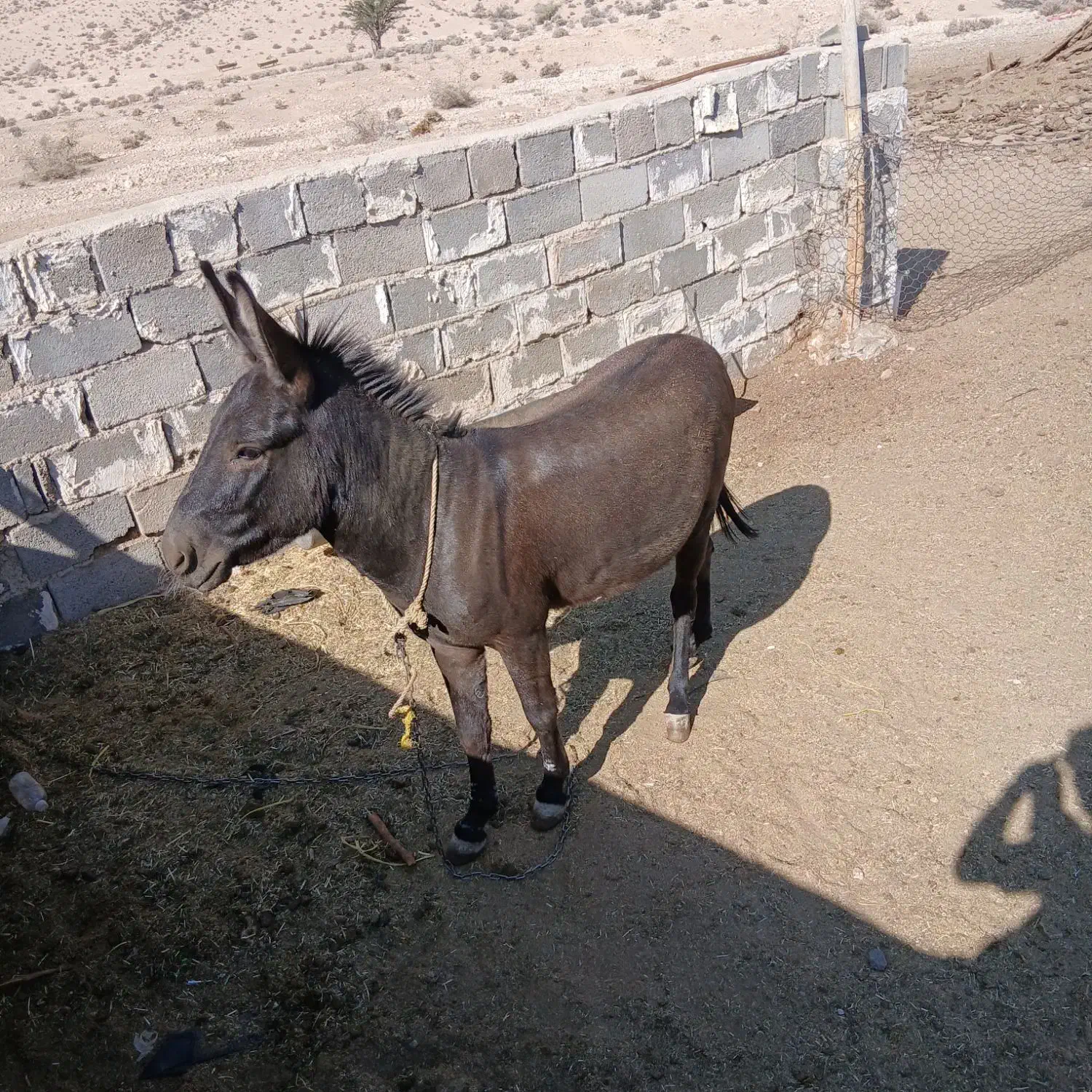 فروشی|حیوانات مزرعه|داراب, |دیوار