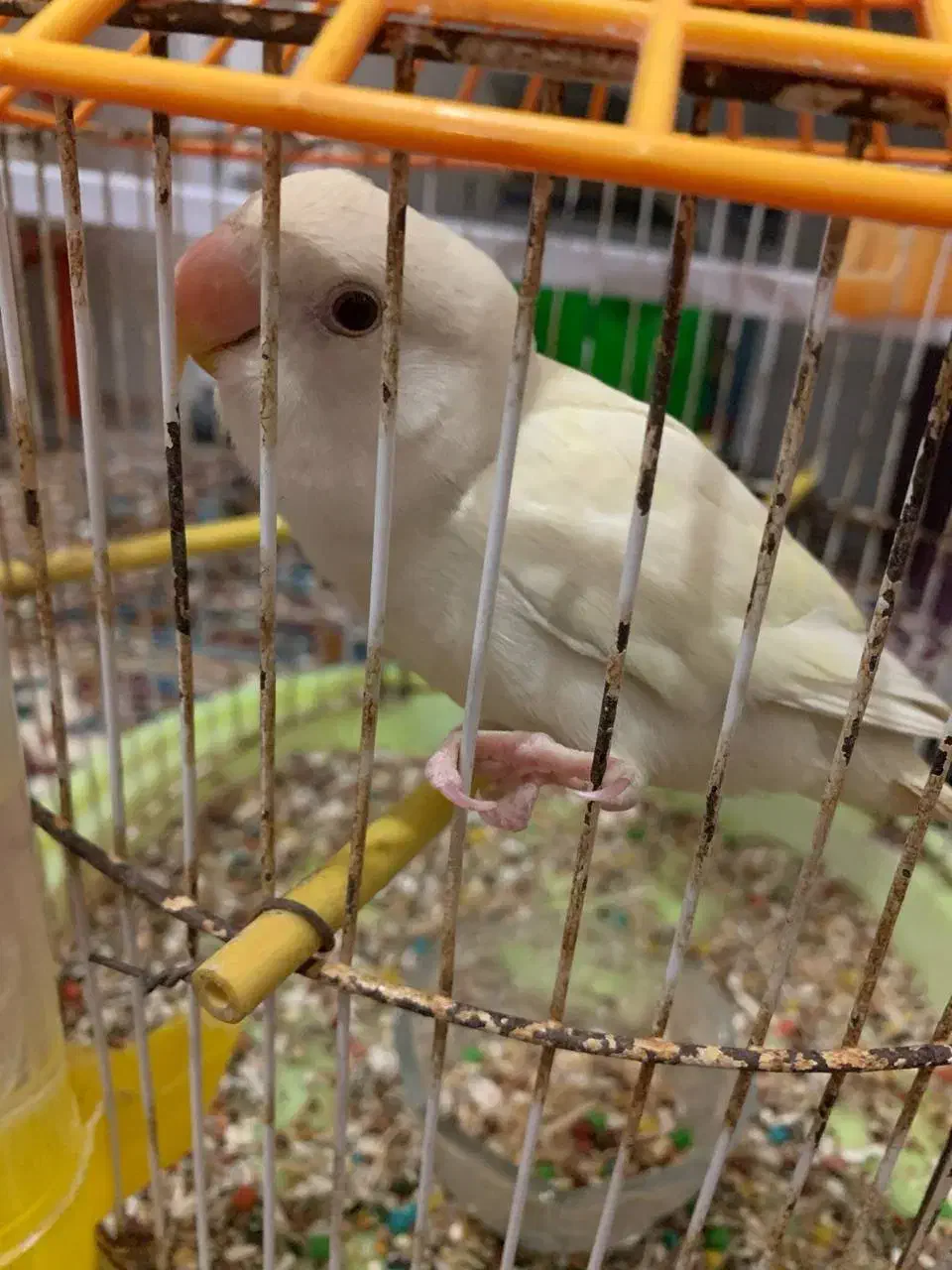 کوتوله بازیگوش حرف میزنه|پرنده|گلبهار, نوبهار|دیوار