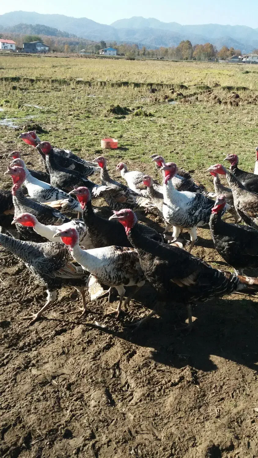 بوقلمون و اردک|حیوانات مزرعه|پره‌سر, |دیوار