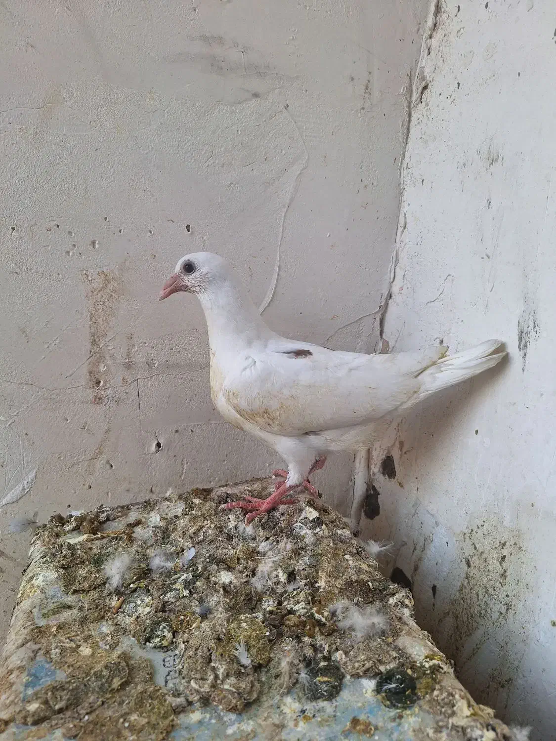 جوجه المانی|پرنده|مشهد, ادیب نیشابوری (شهرک غرب)|دیوار