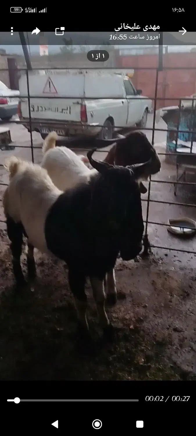 بزغاله پاکستانی|حیوانات مزرعه|آزادشهر, |دیوار