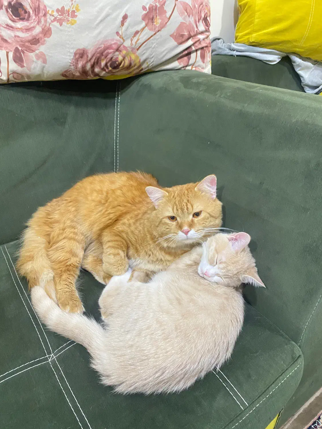 دو عدد گربه|گربه|اهواز, گلستان|دیوار