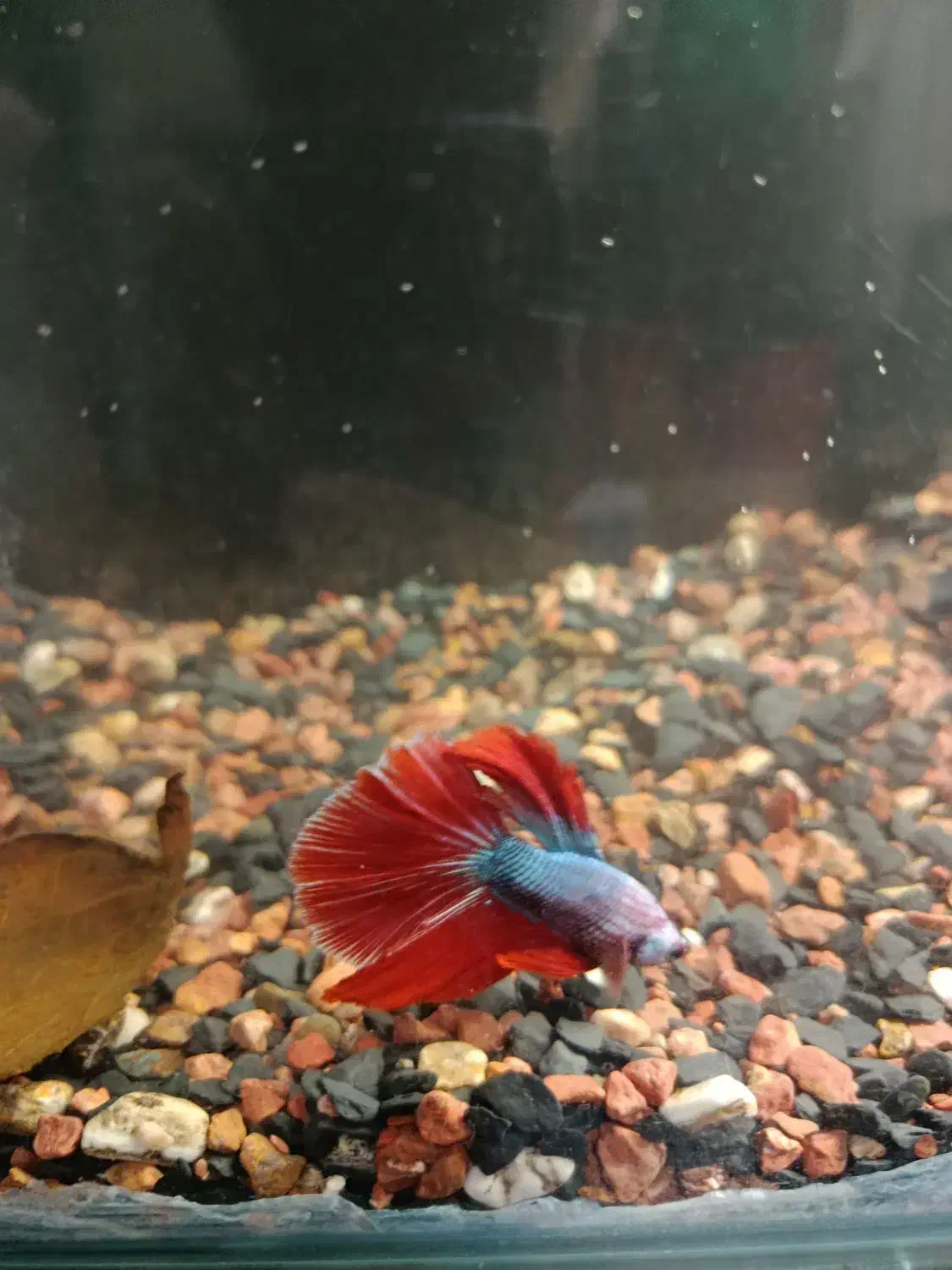 ماهی فایتر نر نژاد هافمون|ماهی|فردیس, نگارستان|دیوار