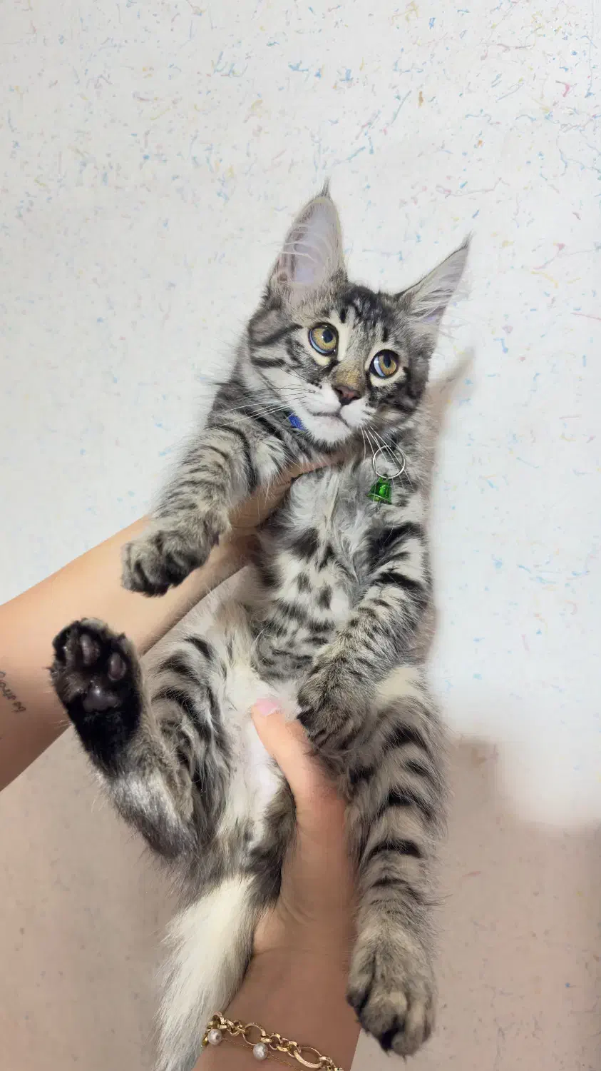 گربه دورگه|گربه|سمنان, |دیوار