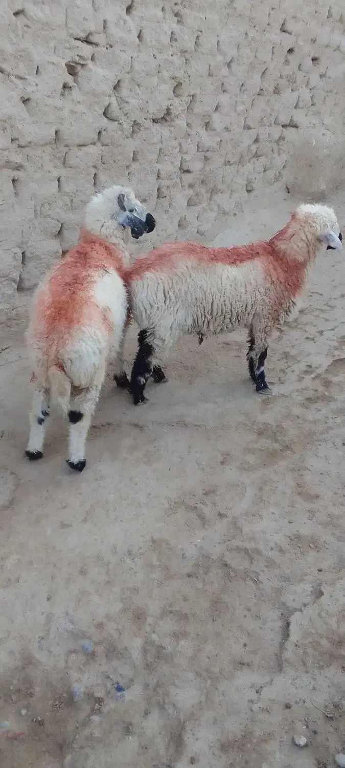 جفت بره نر|حیوانات مزرعه|زهک, |دیوار