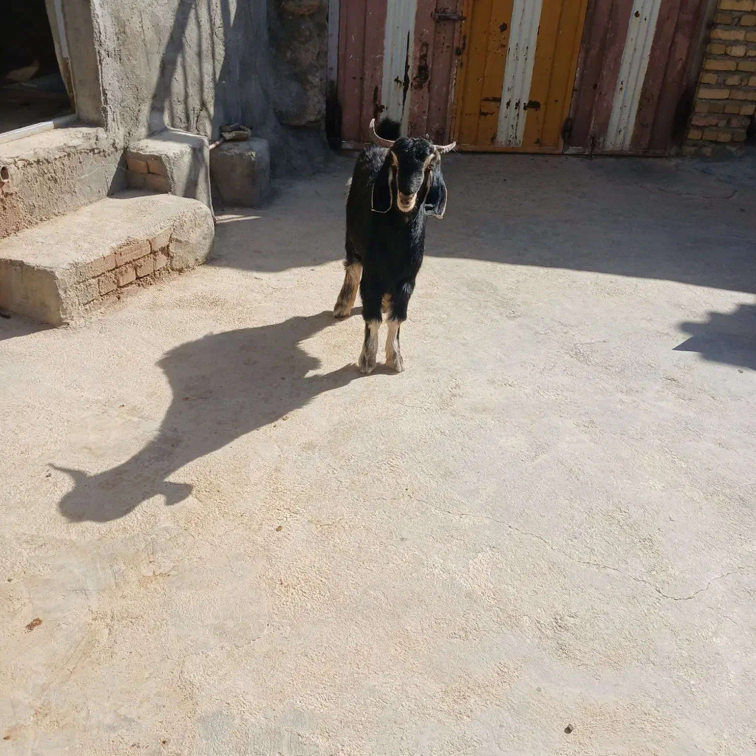 یک عدد تیشک|حیوانات مزرعه|بیرانوند, |دیوار