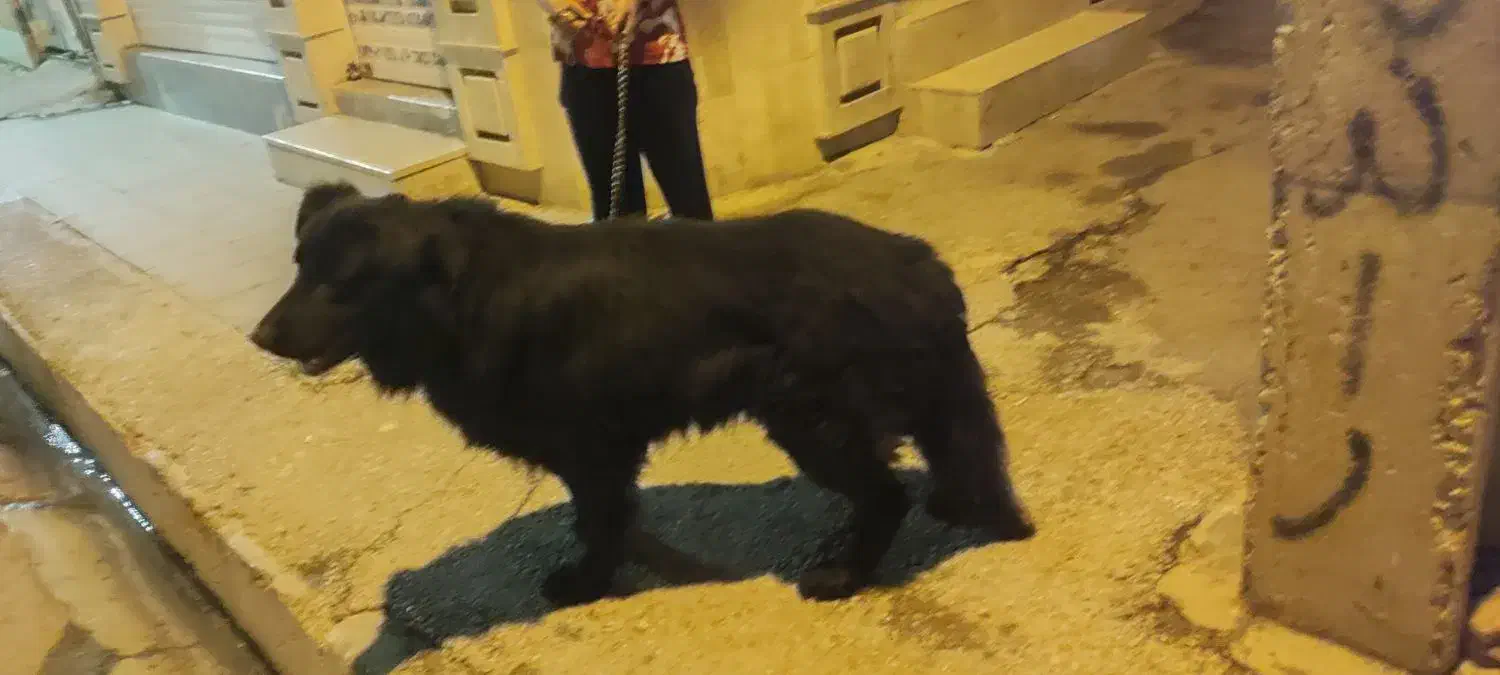 ژرمن بلک شولاین|سگ|مرودشت, ژیان|دیوار