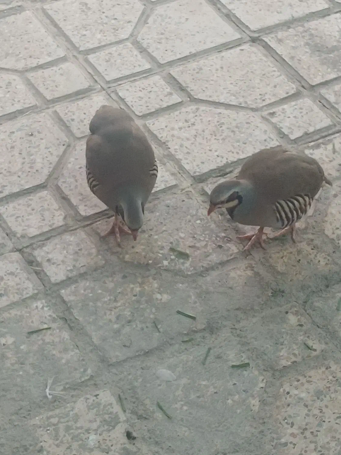 تخم|حیوانات مزرعه|کوهدشت, |دیوار