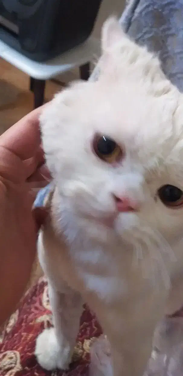 گربه پرشین نر|گربه|اصفهان, کوی شهید کشوری|دیوار