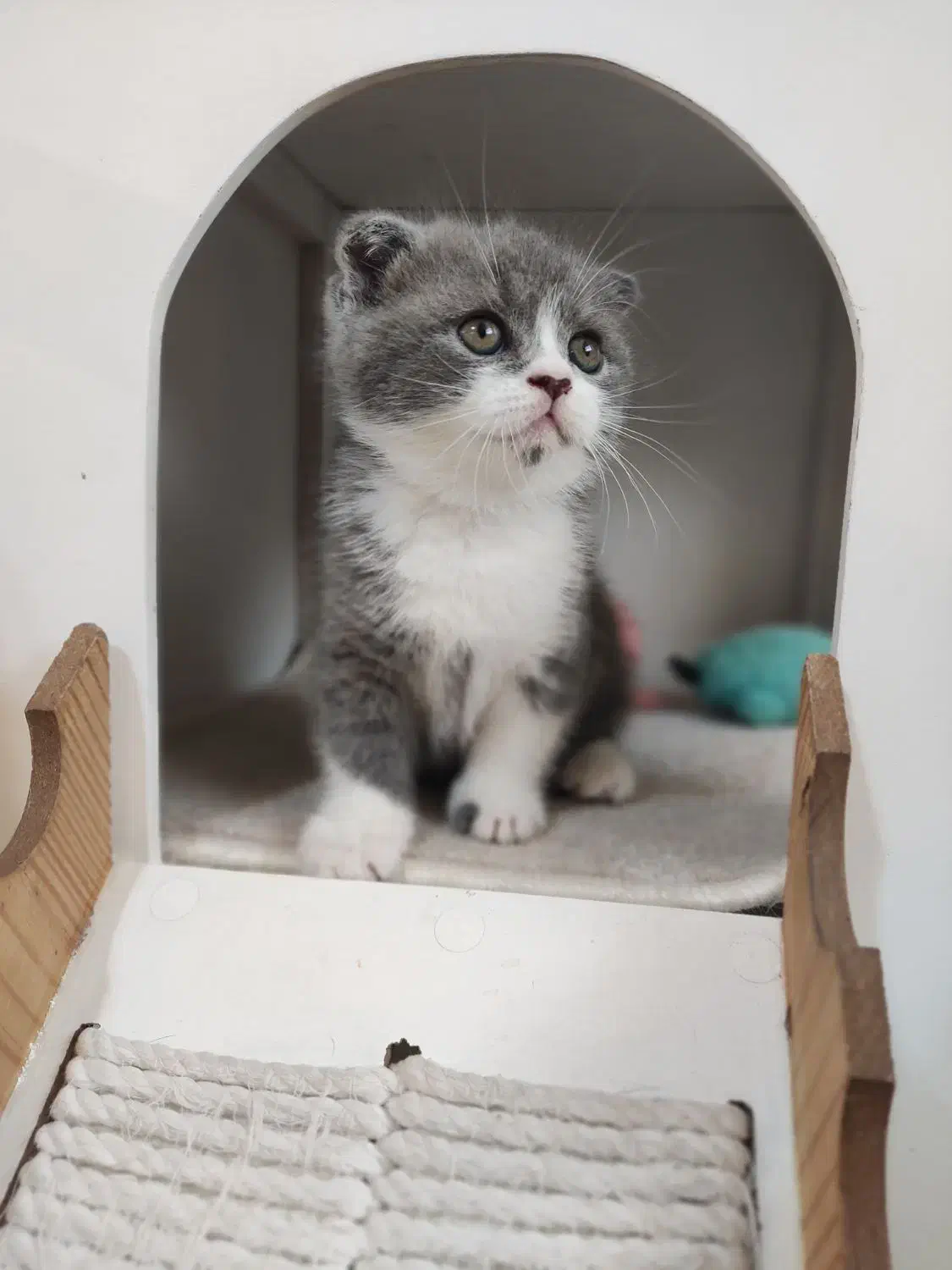 گربه اسکاتیش رگدال|گربه|اصفهان, مهدی آباد|دیوار