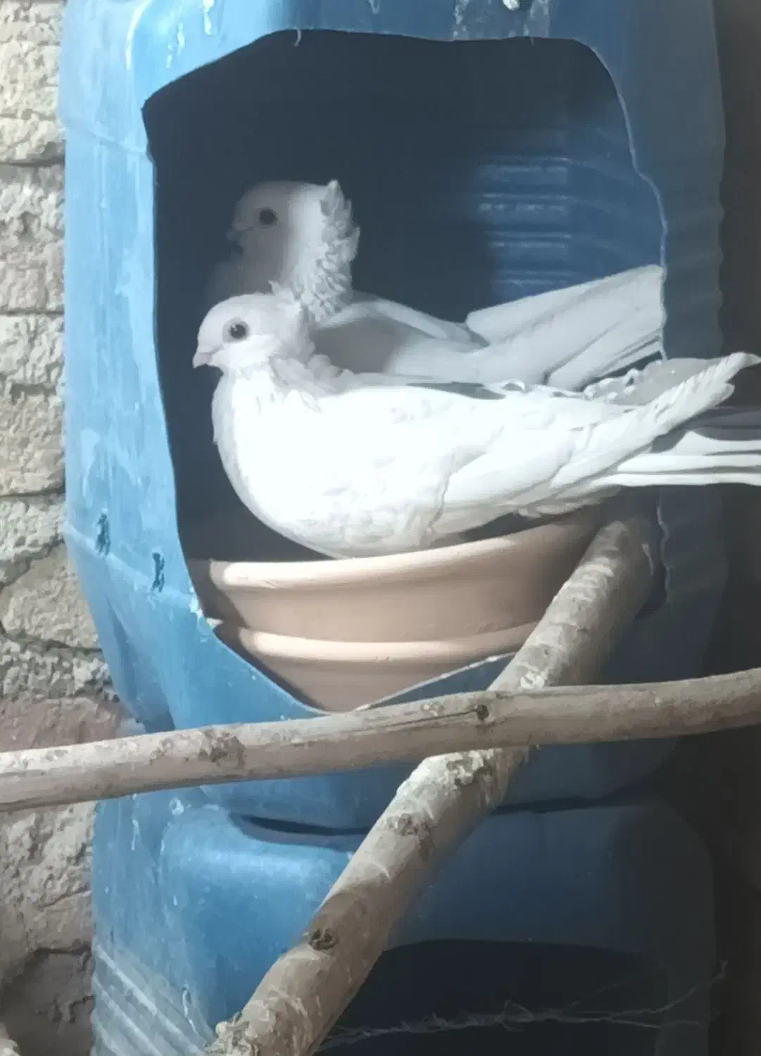 ۹عددکبوتر خوب.فقط فقط معاوضه بایک جفت سهره نر|پرنده|میاندوآب, |دیوار