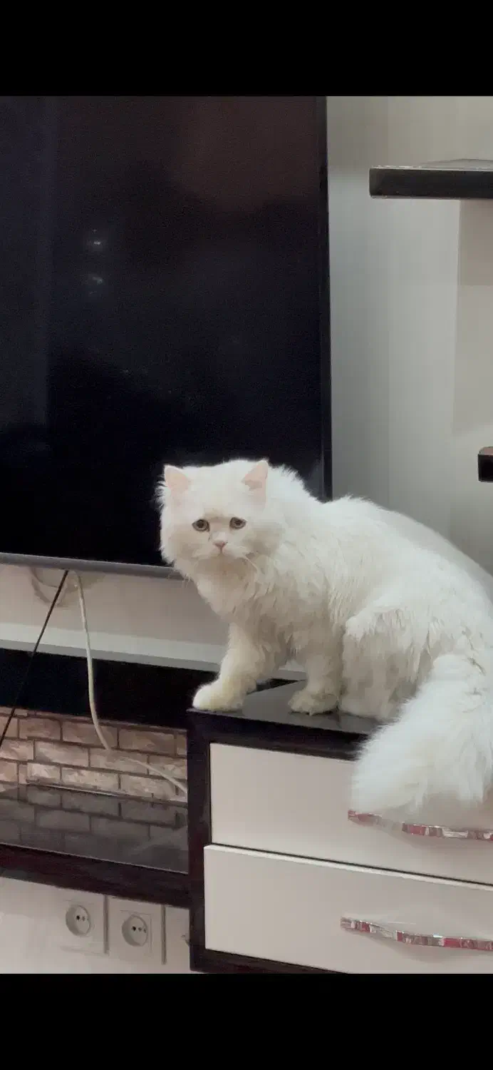 گربه پرشین کلاسیک|گربه|میانه, |دیوار