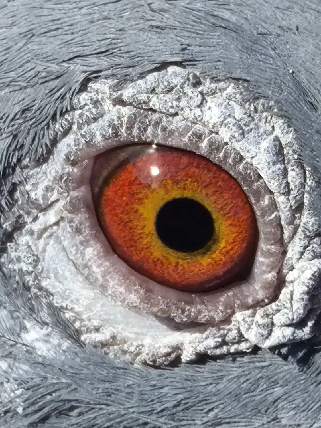 کفتر مساپتی پلاکی|پرنده|زهک, |دیوار