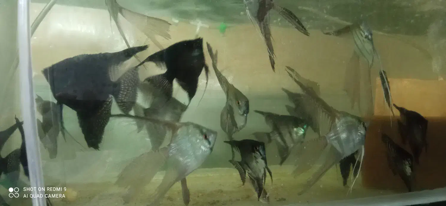 ماهی آنجل ، فایتر ، تایگر  و کالر|ماهی|مشهد, شهید معقول|دیوار