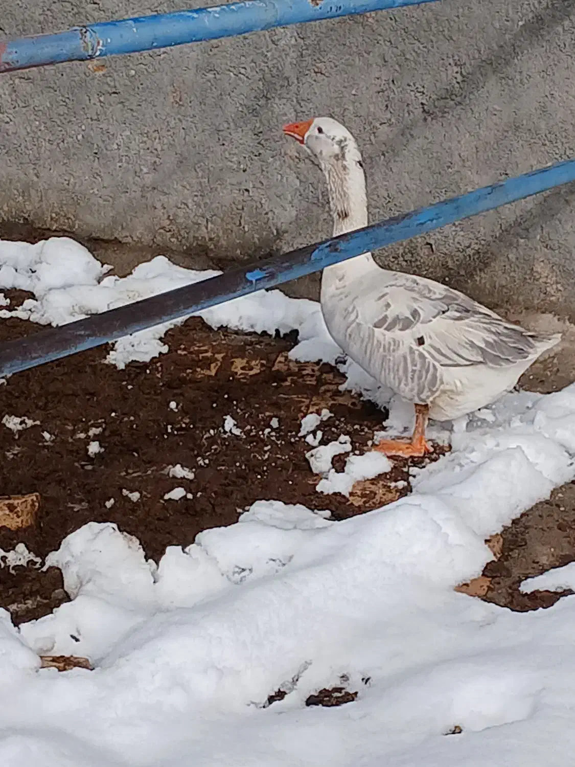 غاز نر|حیوانات مزرعه|نیشابور, میدون بار|دیوار