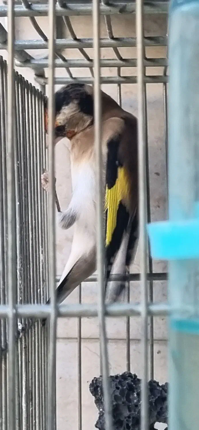 جوجه امسالی سهره|پرنده|تهران, مقدم|دیوار