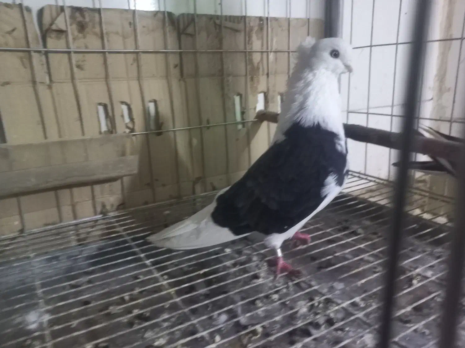 دوبالی نوک کوتاه|پرنده|مینودشت, |دیوار