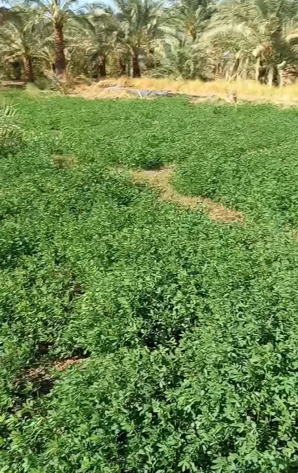 12رده علف فروشی|خدمات باغبانی و درختکاری|نگین کویر, |دیوار