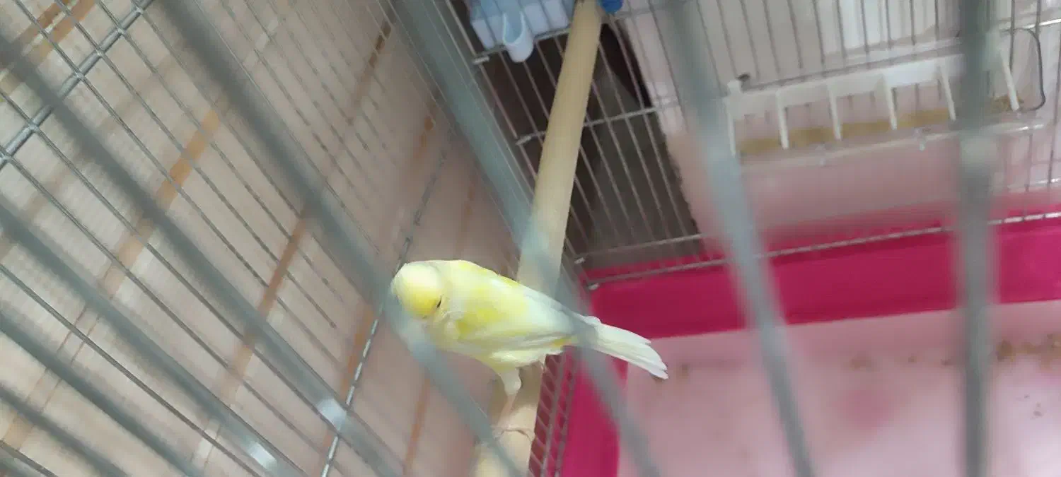 قناری ماده|پرنده|اصفهان, شهرک امام خمینی|دیوار