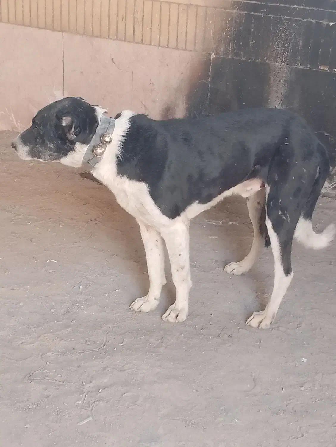 سگ افغان و سرابی|سگ|مشهد, همت آباد|دیوار