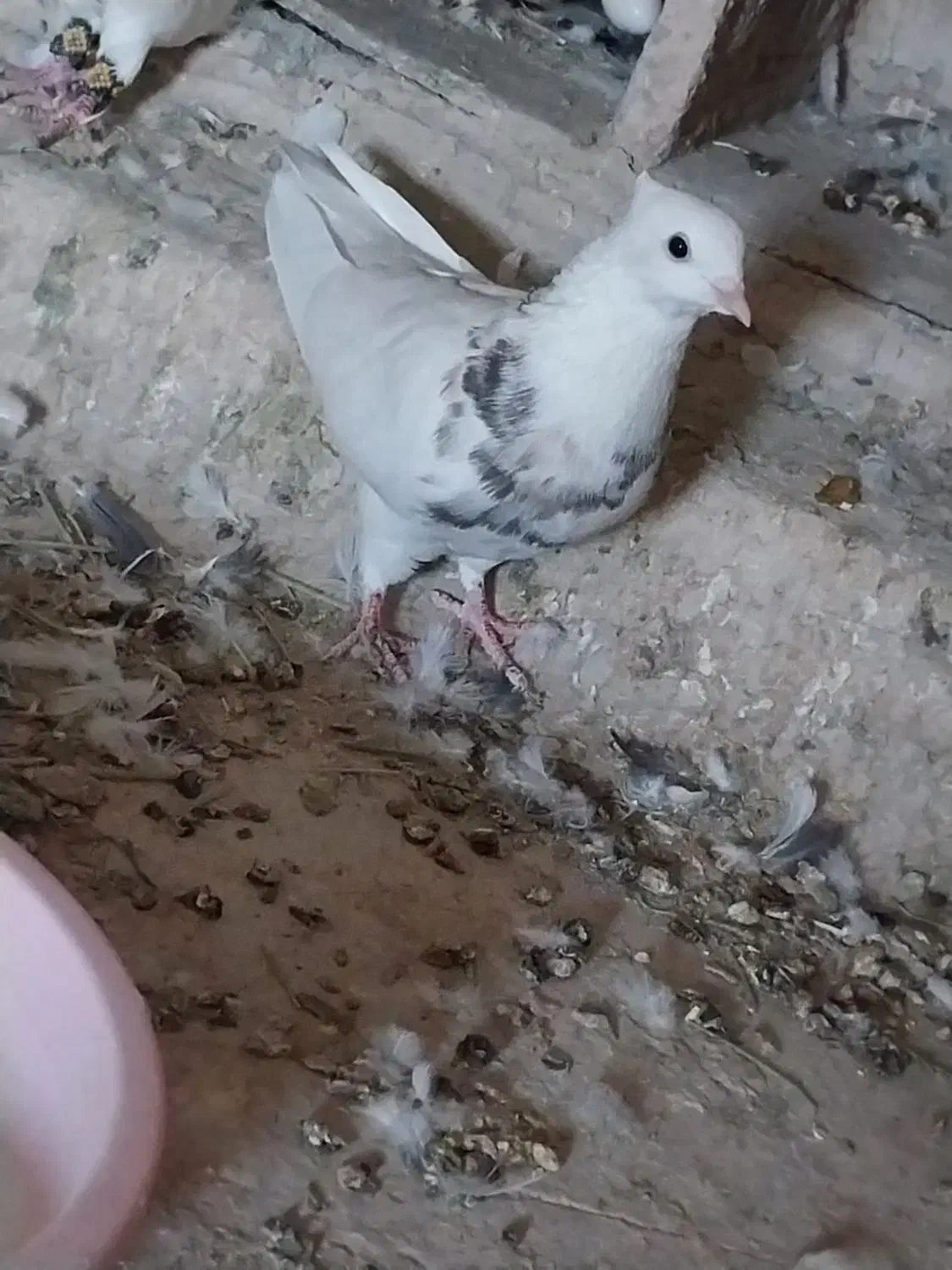 طوقی|پرنده|میبد, |دیوار