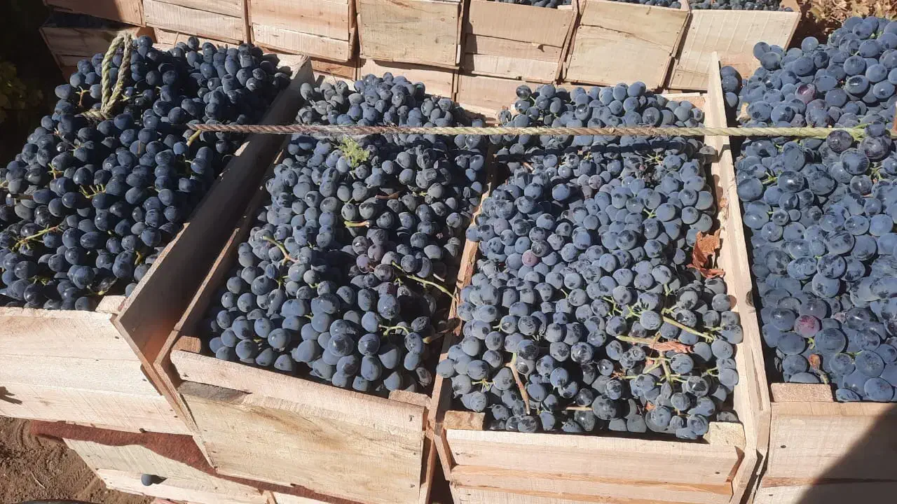 انگورشانی کردستان انگورسیاه دیمی انگور سیاه|خوردنی و آشامیدنی|تهران, میدان میوه و تره‌بار مرکزی|دیوار