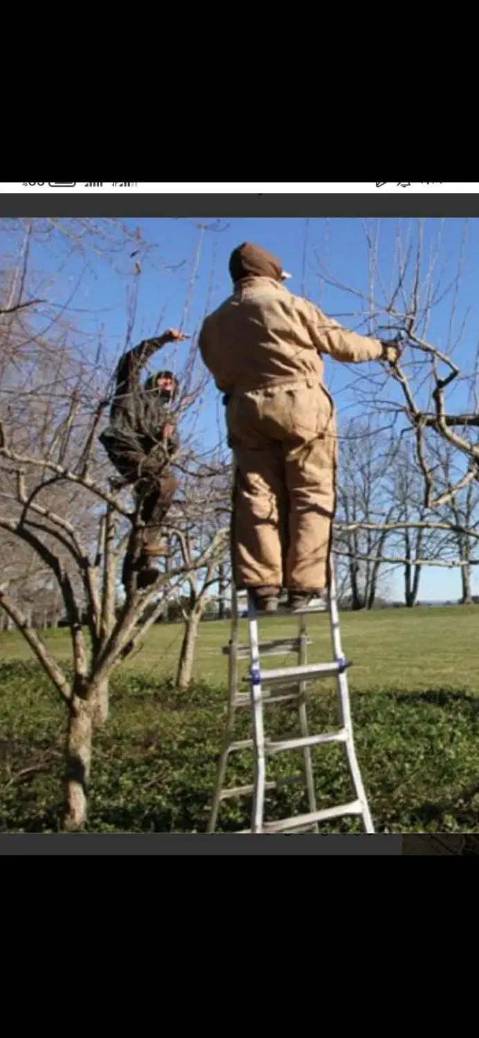 هرس باغ و باغچه هرسکار پیوند پیوند زنی و..|خدمات باغبانی و درختکاری|ارومیه, |دیوار