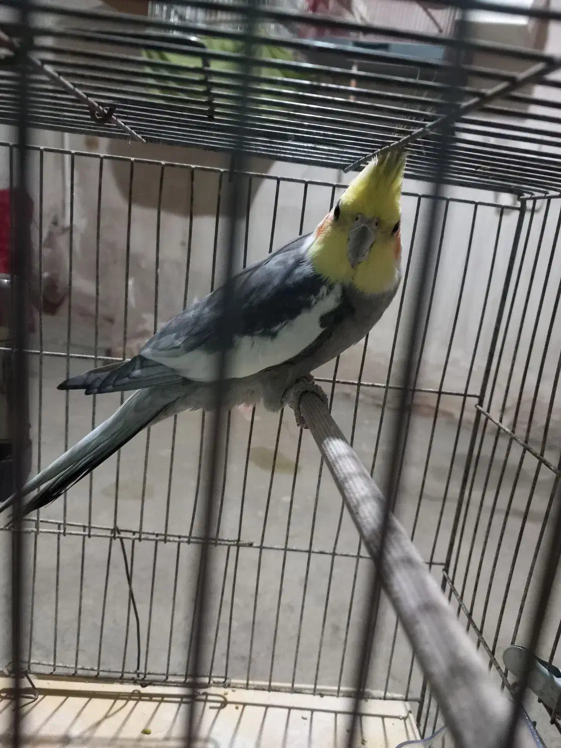 عروس هلندی نر|پرنده|نقده, |دیوار