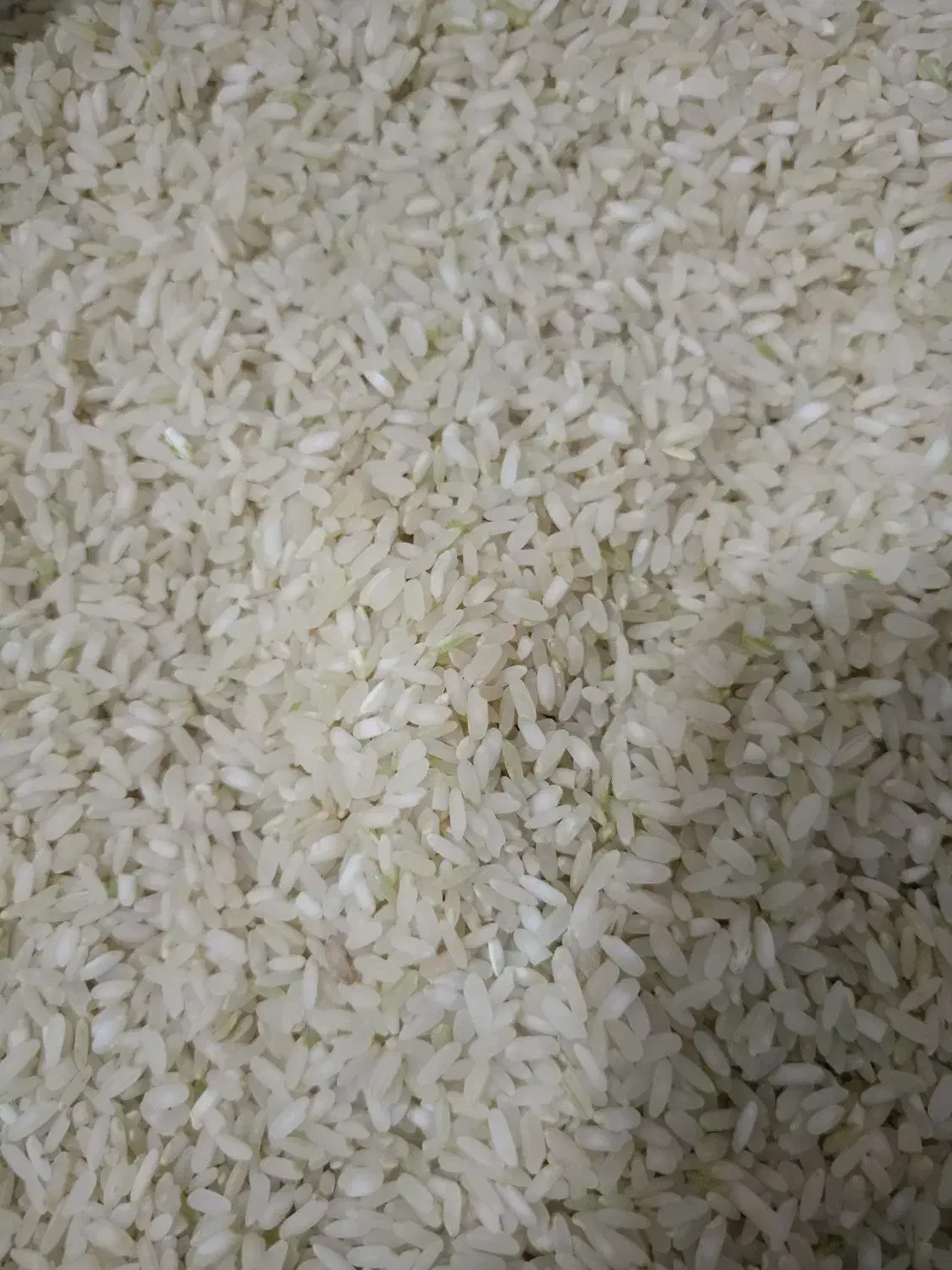 برنج کامفیروزی اعلا|خوردنی و آشامیدنی|شیراز, کیان شهر|دیوار