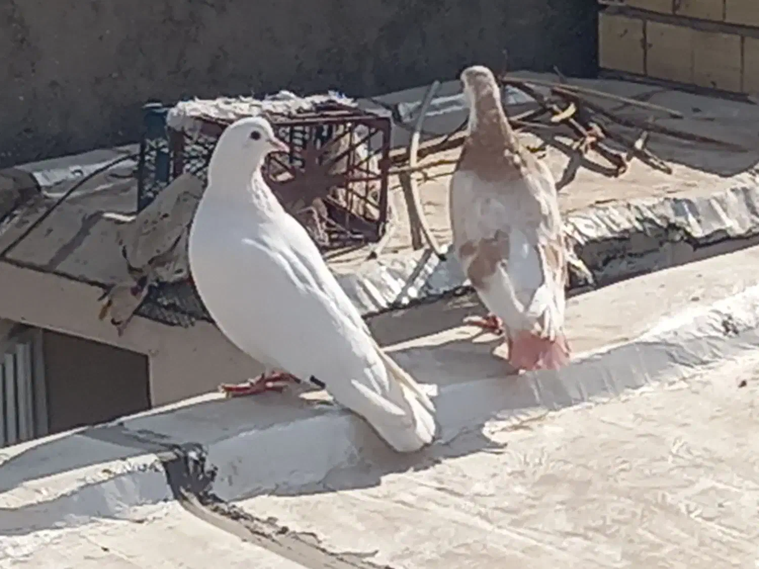 گم شدن|حیوانات|سیرجان, |دیوار