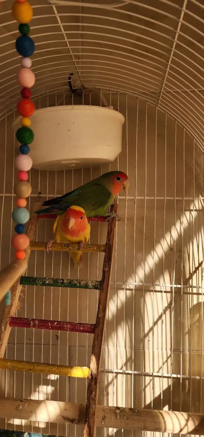 طوطی برزیلی|پرنده|شهریار, شهریار|دیوار