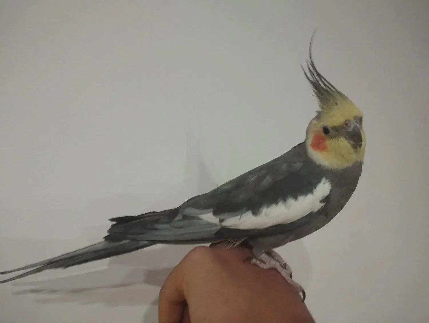 عروس هلندی|پرنده|همدان, |دیوار