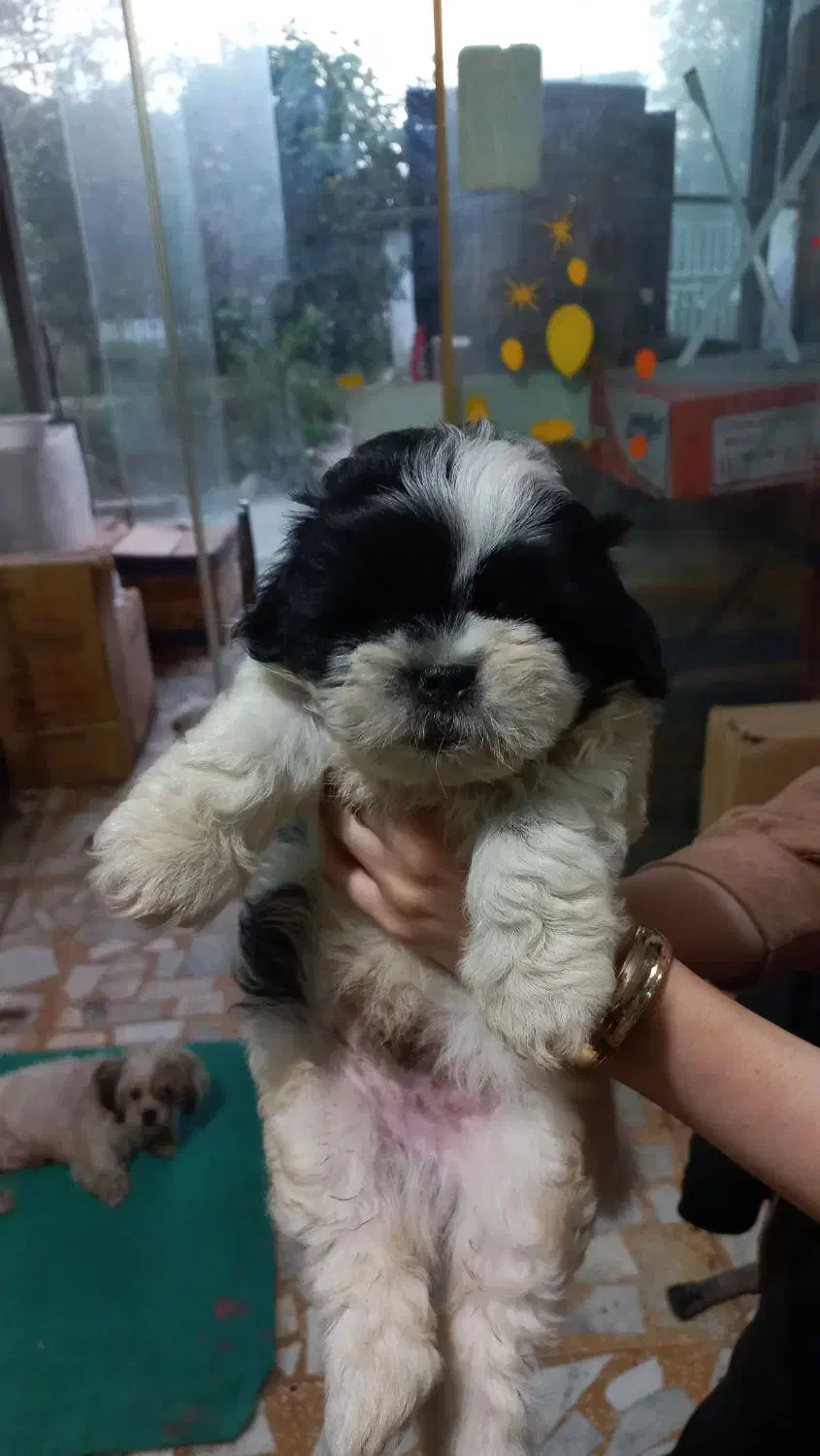 یک عددتوله نر شیتزومالتیز عروسکی|سگ|رشت, تازه آباد|دیوار