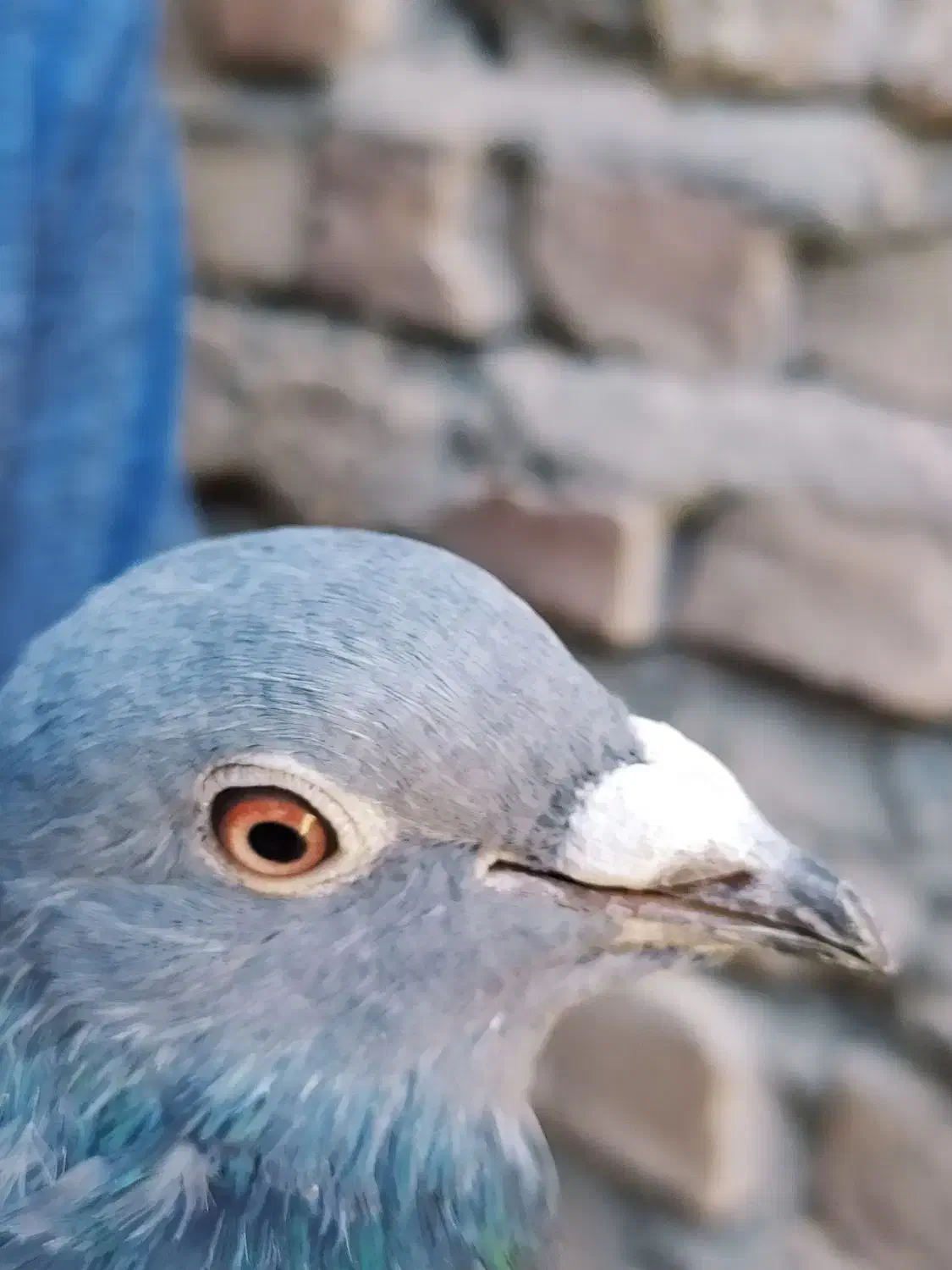 دوتا کبوتر فروشی سنگی 500و زاغ600|پرنده|سراوان, |دیوار