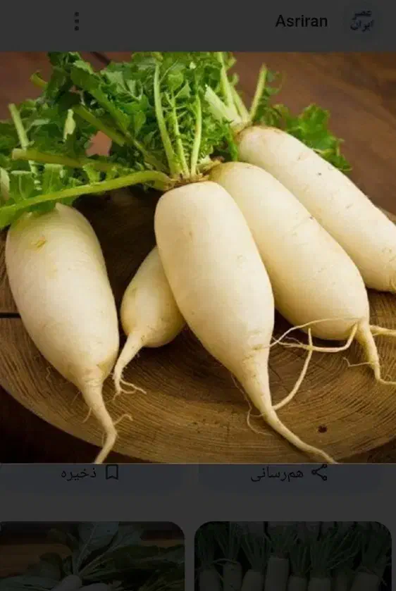 ترب سفید ،ترب برگدار معروف به ترب خمپاره ای|خوردنی و آشامیدنی|چهارباغ, |دیوار