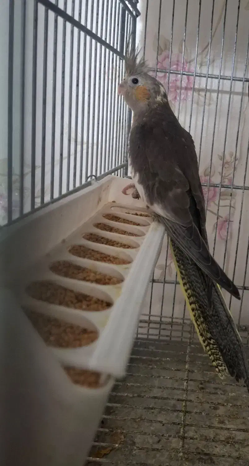 عروس هلندی|پرنده|پاکدشت, پاکدشت (مامازند)|دیوار