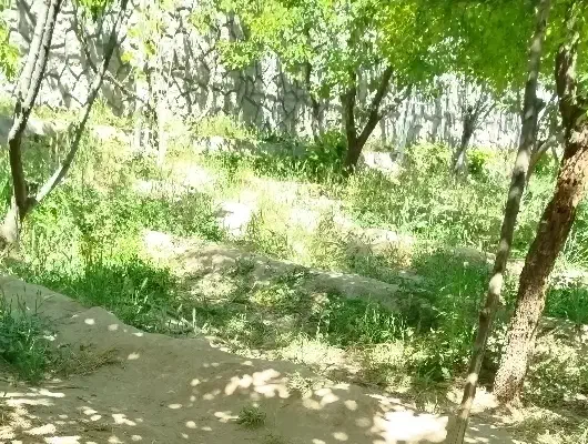 باغبانی|خدمات باغبانی و درختکاری|تبریز, |دیوار