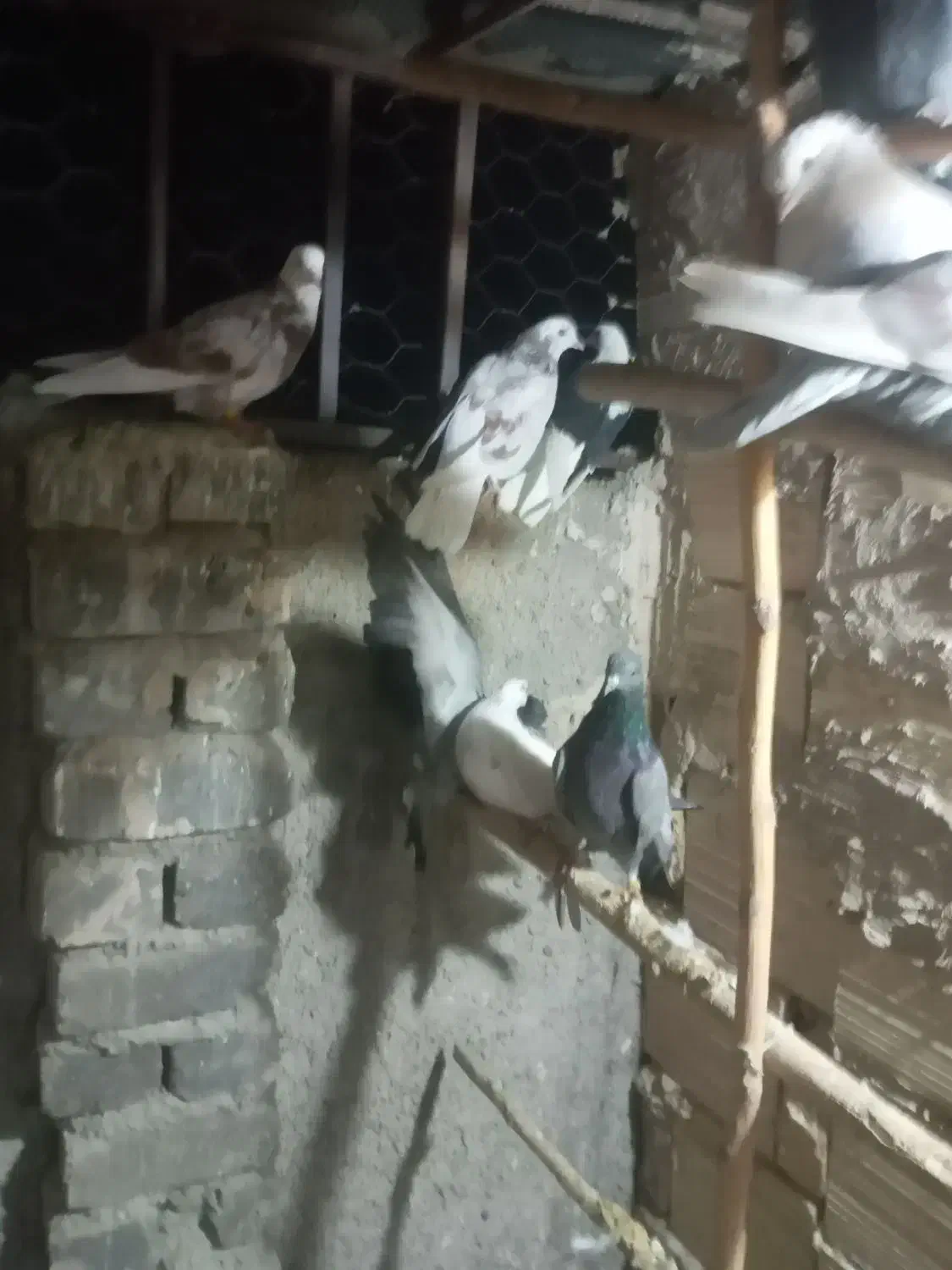 ۲۶کفترغریب گیری برای جلد کردن چند جوجه خوب|پرنده|جوادآباد, |دیوار