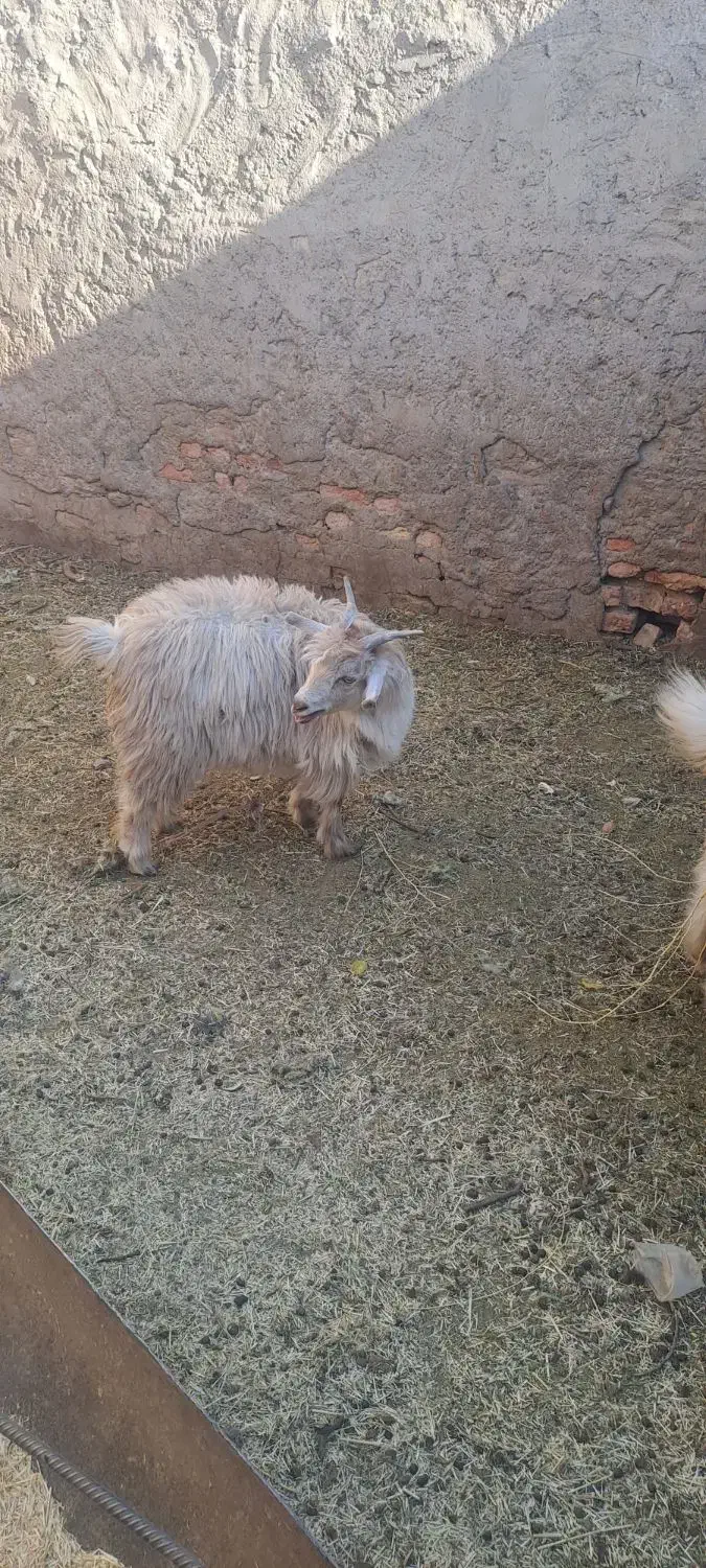 بز اوستن|حیوانات مزرعه|کرمان, |دیوار