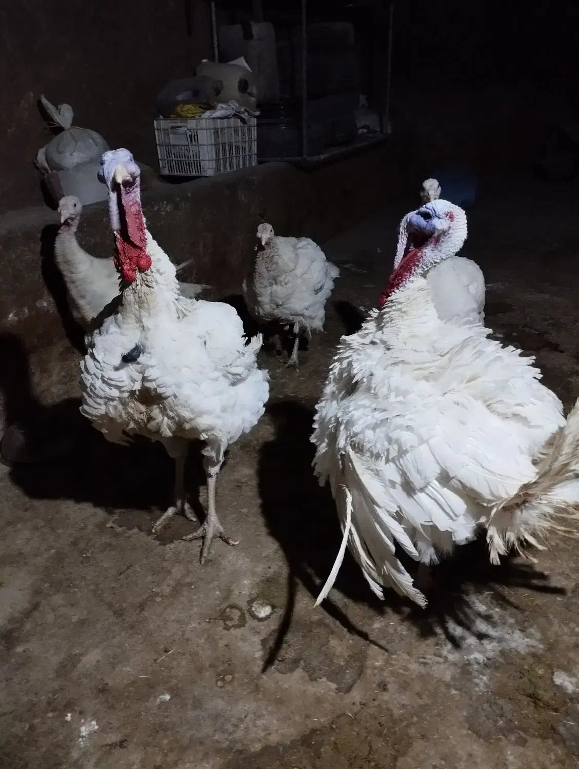 بوقلمون درجه یک|حیوانات مزرعه|صحنه, |دیوار