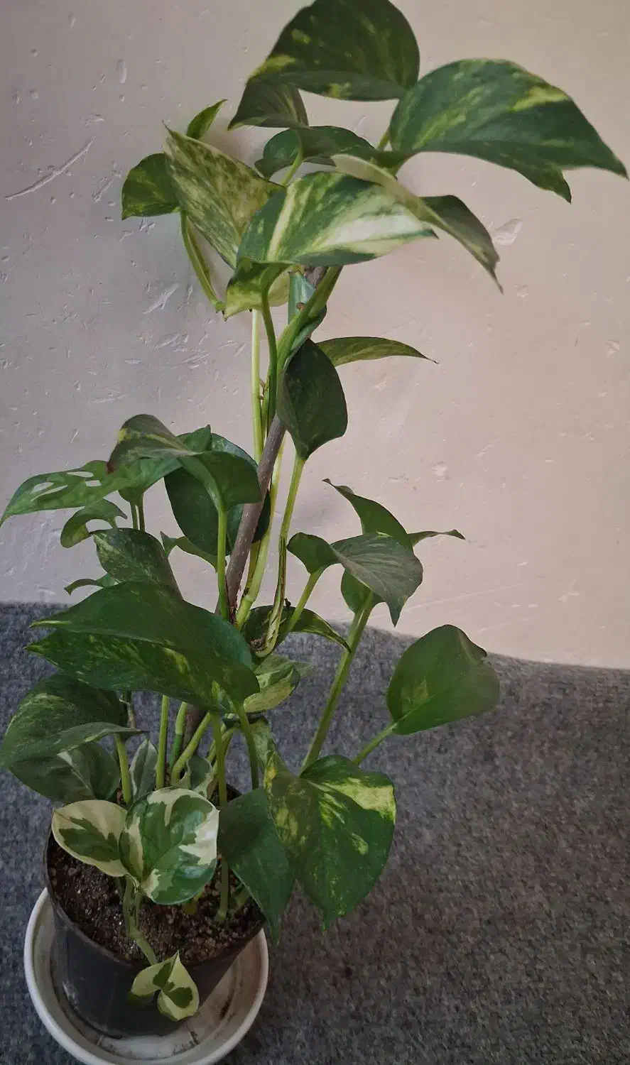 400تومن|گل و گیاه طبیعی|آمل, |دیوار